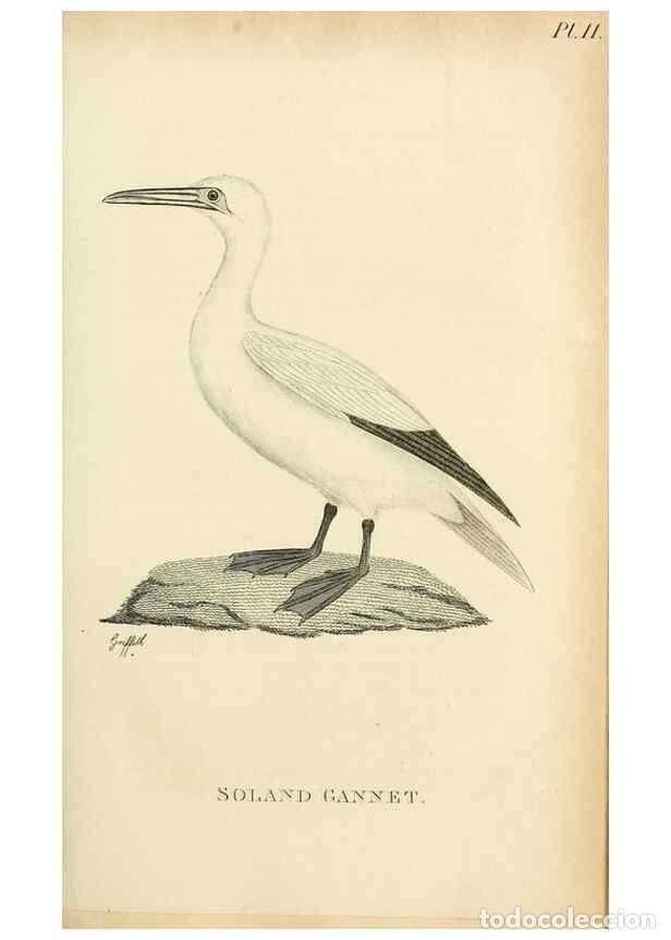 Collezionismo di Riviste e Giornali: Reproducci&oacute;n/Reproduction 49831334167: General zoology, or Systematic natural history. London,Printe