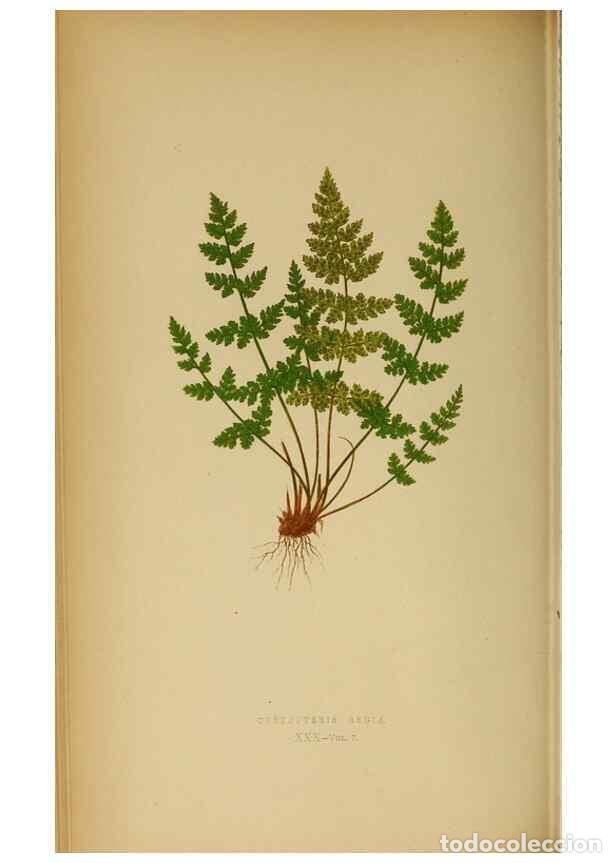 Collezionismo di Riviste e Giornali: Reproducci&oacute;n/Reproduction 49627679078: Ferns: British and exotic.... London,Groombridge and Sons,185