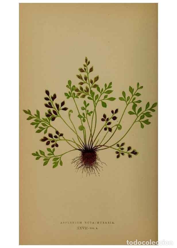 Collezionismo di Riviste e Giornali: Reproducci&oacute;n/Reproduction 49627148582: Ferns: British and exotic.... London,Groombridge and Sons,185