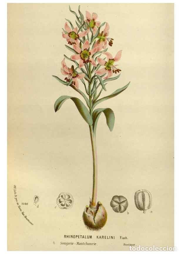 Collezionismo di Riviste e Giornali: Reproducci&oacute;n/Reproduction 49587779513: Flore des serres et des jardins de l'Europe. A Gand :chez Lou