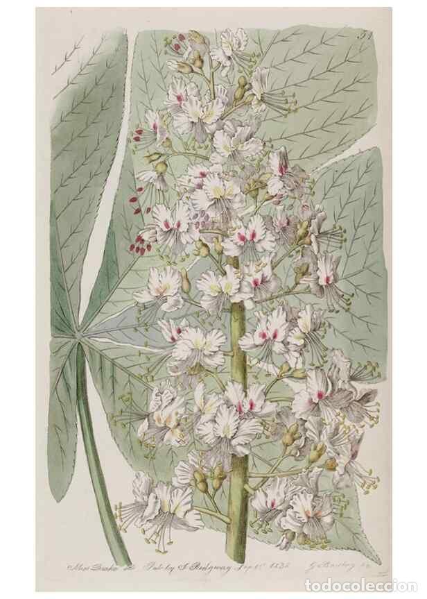 Collezionismo di Riviste e Giornali: Reproducci&oacute;n/Reproduction 49817218228: Edwards's botanical register.. London :James Ridgway,1829-184