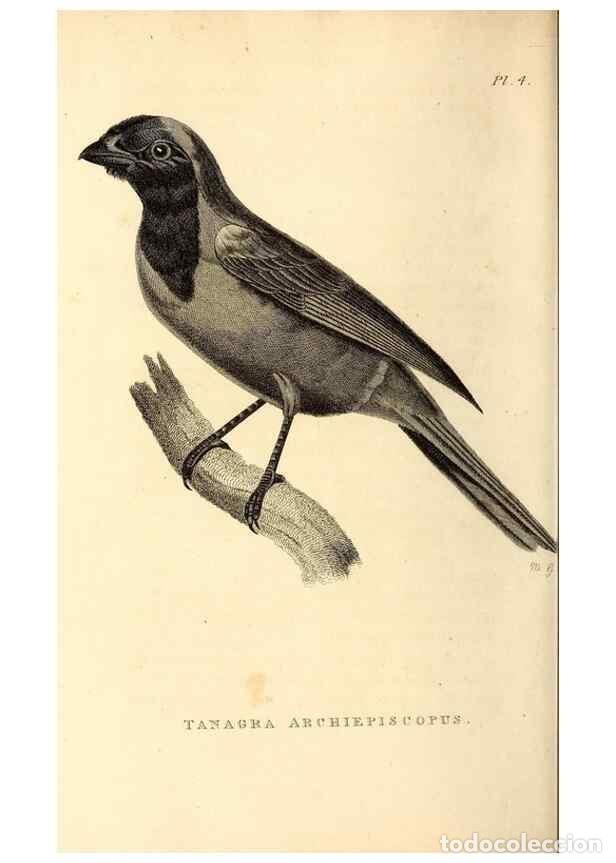 Collezionismo di Riviste e Giornali: Reproducci&oacute;n/Reproduction 49830591313: General zoology, or Systematic natural history. London,Printe