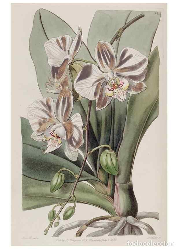 Collezionismo di Riviste e Giornali: Reproducci&oacute;n/Reproduction 49817211793: Edwards's botanical register.. London :James Ridgway,1829-184