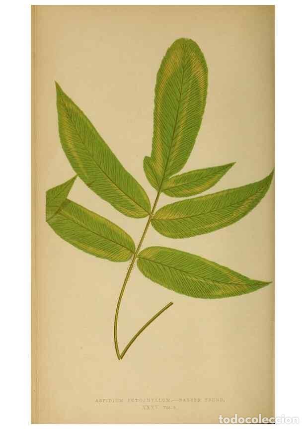 Collezionismo di Riviste e Giornali: Reproducci&oacute;n/Reproduction 49627502337: Ferns: British and exotic.... London,Groombridge and Sons,185