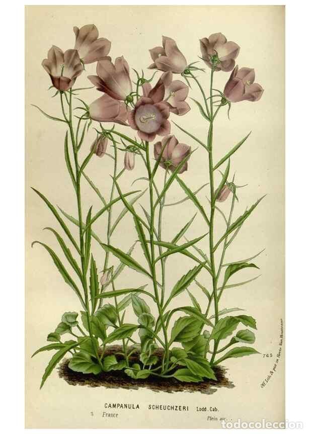 Collezionismo di Riviste e Giornali: Reproducci&oacute;n/Reproduction 49588270121: Flore des serres et des jardins de l'Europe. A Gand :chez Lou