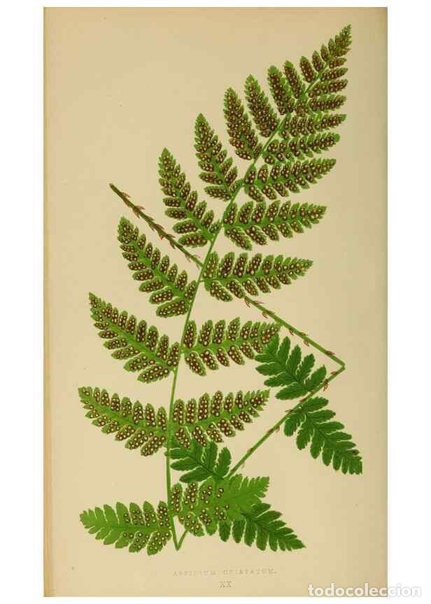 Collezionismo di Riviste e Giornali: Reproducci&oacute;n/Reproduction 49627498237: Ferns: British and exotic.... London,Groombridge and Sons,185
