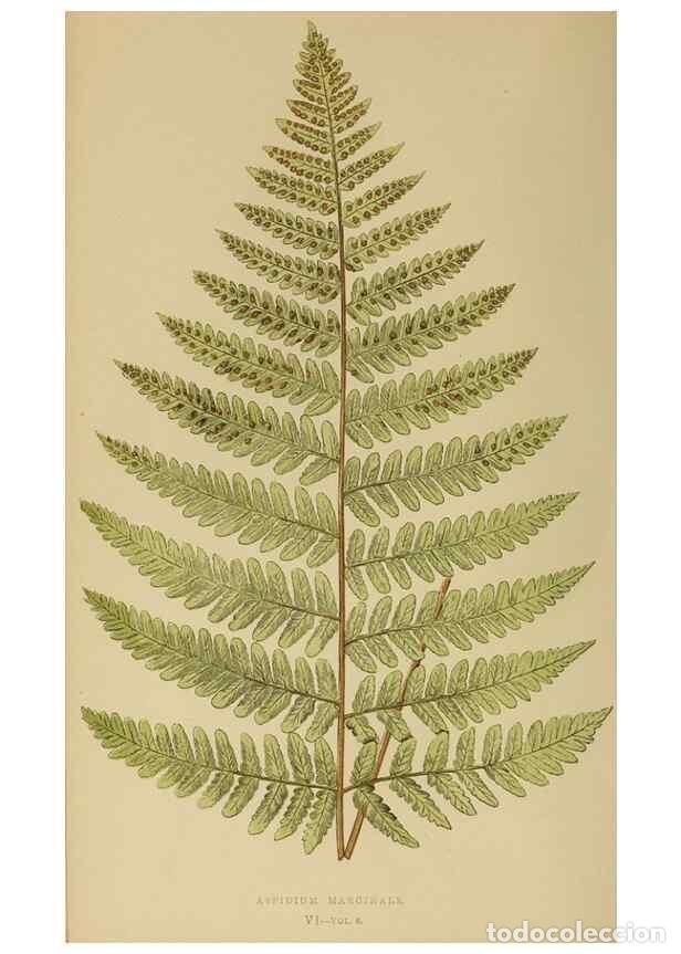 Collezionismo di Riviste e Giornali: Reproducci&oacute;n/Reproduction 49627494772: Ferns: British and exotic.... London,Groombridge and Sons,185