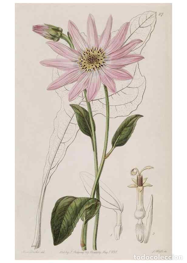 Collezionismo di Riviste e Giornali: Reproducci&oacute;n/Reproduction 49818052992: Edwards's botanical register.. London :James Ridgway,1829-184