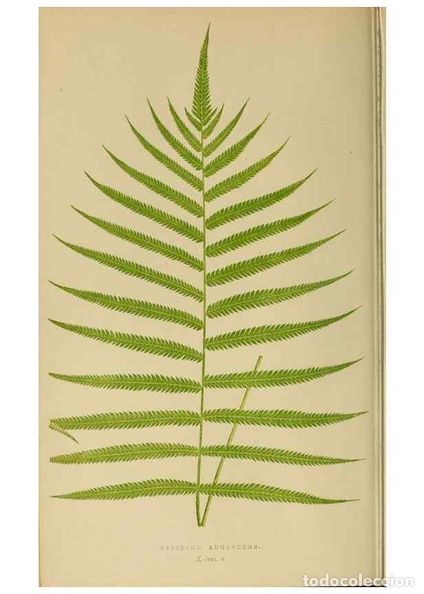 Collezionismo di Riviste e Giornali: Reproducci&oacute;n/Reproduction 49627223301: Ferns: British and exotic.... London,Groombridge and Sons,185