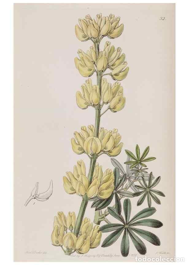 Collezionismo di Riviste e Giornali: Reproducci&oacute;n/Reproduction 49818055177: Edwards's botanical register.. London :James Ridgway,1829-184