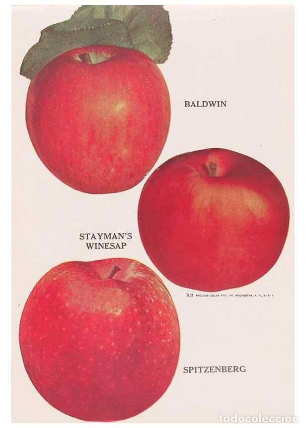 Collezionismo di Riviste e Giornali: Reproducci&oacute;n/Reproduction 49831223081: Descriptive plate-book. Newark, N.Y. :Knight & Bostwick,[19--