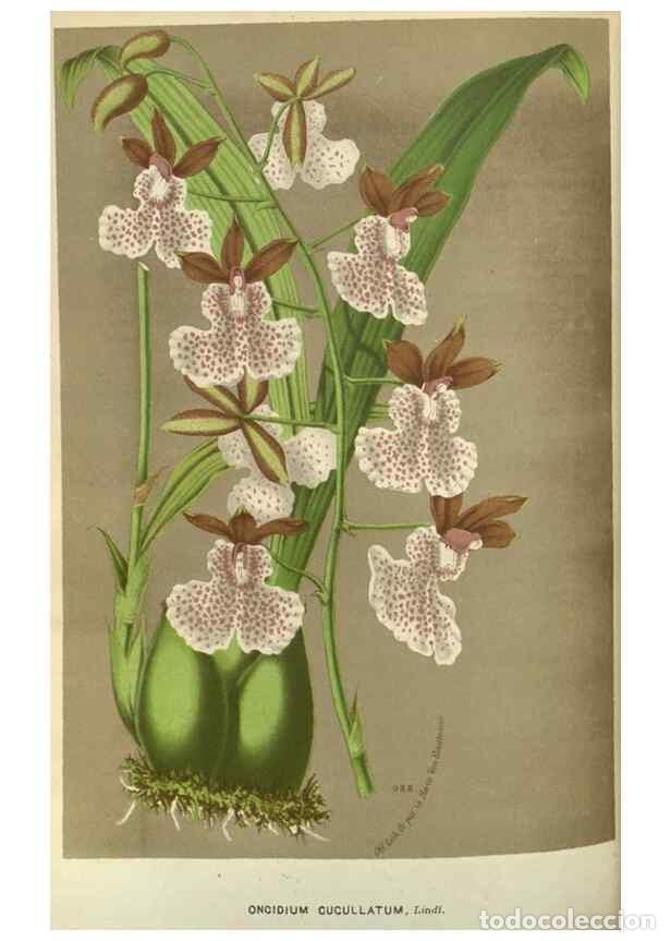 Collezionismo di Riviste e Giornali: Reproducci&oacute;n/Reproduction 49588142113: Flore des serres et des jardins de l'Europe. A Gand :chez Lou