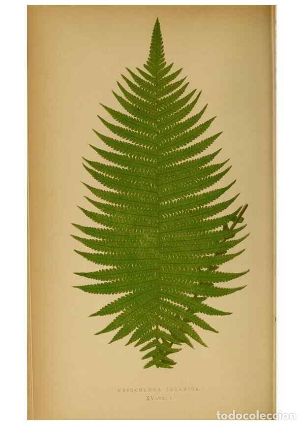 Collezionismo di Riviste e Giornali: Reproducci&oacute;n/Reproduction 49628467297: Ferns: British and exotic.... London,Groombridge and Sons,185