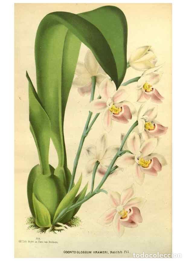 Collezionismo di Riviste e Giornali: Reproducci&oacute;n/Reproduction 49588634961: Flore des serres et des jardins de l'Europe. A Gand :chez Lou