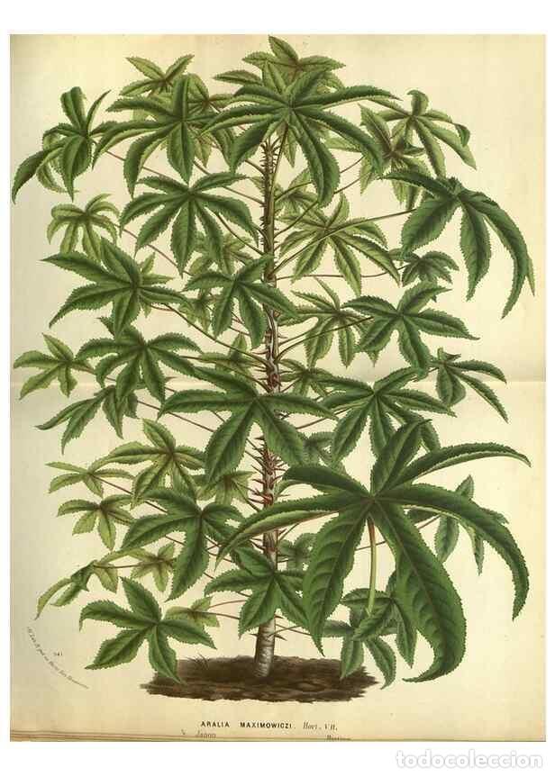 Collezionismo di Riviste e Giornali: Reproducci&oacute;n/Reproduction 49588365192: Flore des serres et des jardins de l'Europe. A Gand :chez Lou