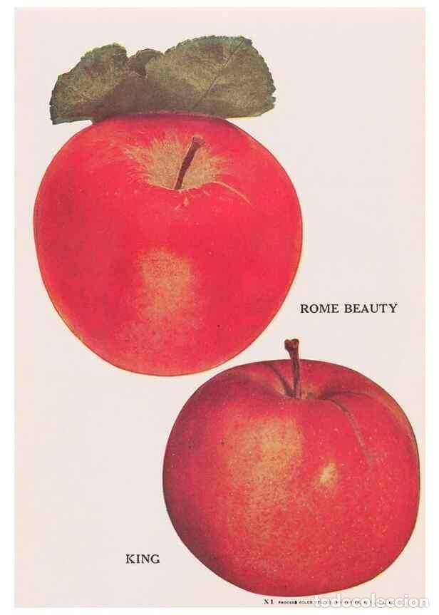 Collezionismo di Riviste e Giornali: Reproducci&oacute;n/Reproduction 49831222661: Descriptive plate-book. Newark, N.Y. :Knight & Bostwick,[19--