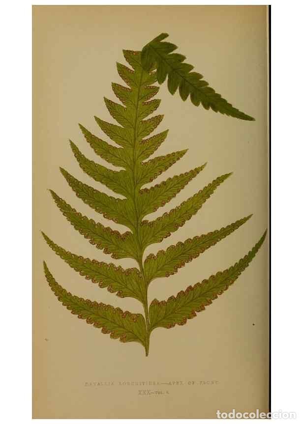 Collectionnisme de Revues et Journaux: Reproducci&oacute;n/Reproduction 49628751527: Ferns: British and exotic.... London,Groombridge and Sons,185