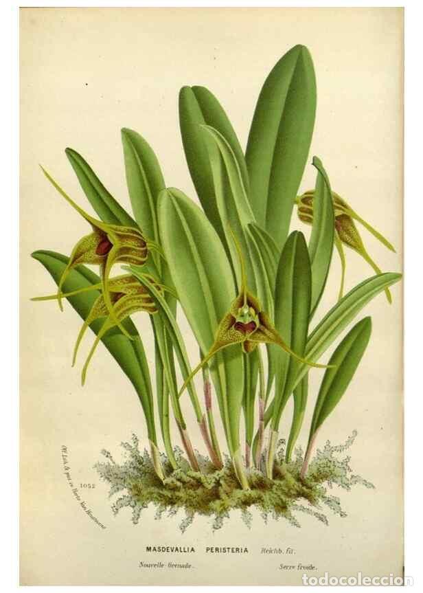 Collectionnisme de Revues et Journaux: Reproducci&oacute;n/Reproduction 49588620322: Flore des serres et des jardins de l'Europe. A Gand :chez Lou