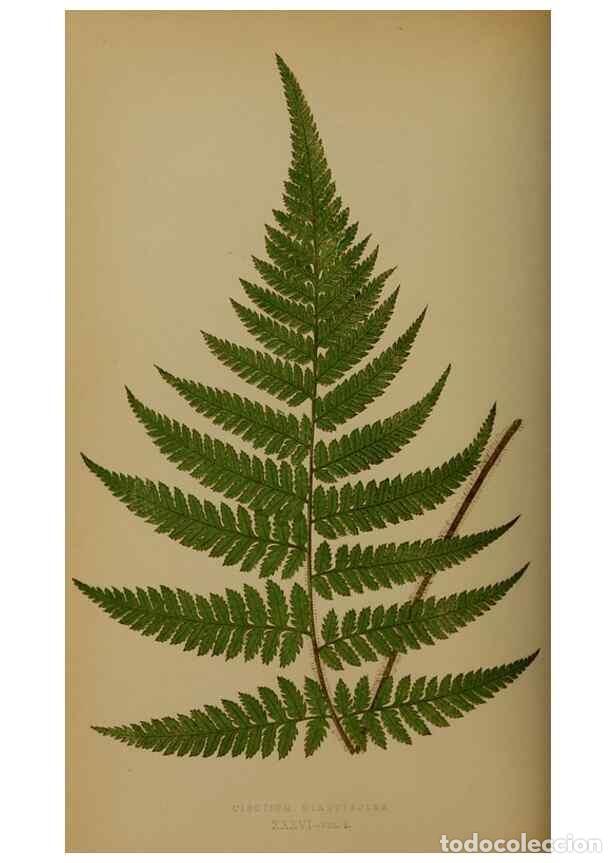Collectionnisme de Revues et Journaux: Reproducci&oacute;n/Reproduction 49628478391: Ferns: British and exotic.... London,Groombridge and Sons,185