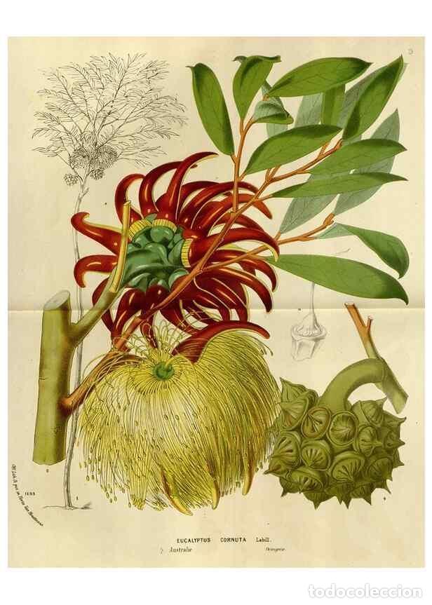 Collection Magazines and Newspapers: Reproducci&oacute;n/Reproduction 49587772363: Flore des serres et des jardins de l'Europe. A Gand :chez Lou