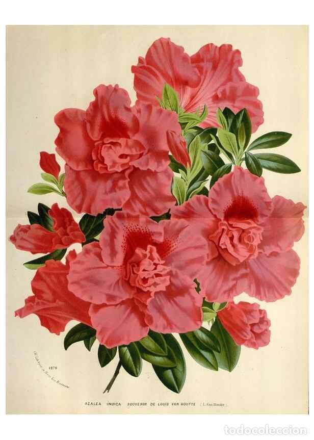 Collection Magazines and Newspapers: Reproducci&oacute;n/Reproduction 49588377451: Flore des serres et des jardins de l'Europe. A Gand :chez Lou