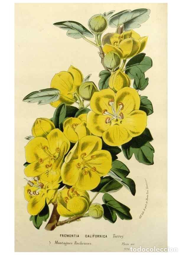 Collection Magazines and Newspapers: Reproducci&oacute;n/Reproduction 49588376591: Flore des serres et des jardins de l'Europe. A Gand :chez Lou