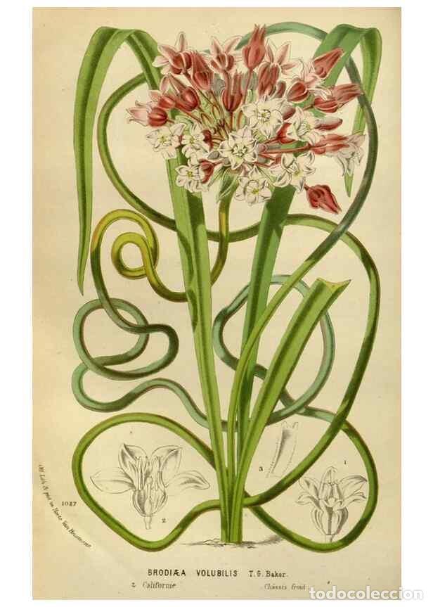 Collection Magazines and Newspapers: Reproducci&oacute;n/Reproduction 49588269381: Flore des serres et des jardins de l'Europe. A Gand :chez Lou