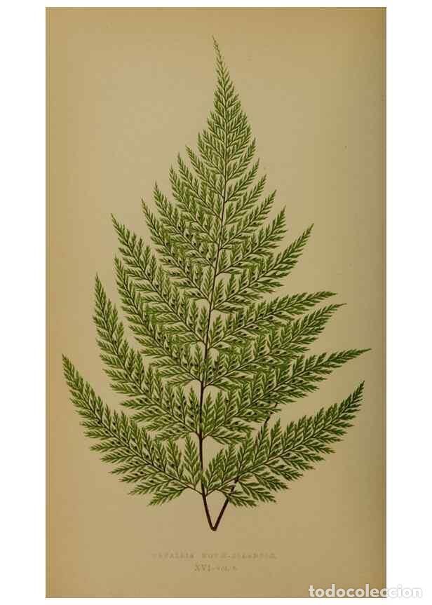 Collection Magazines and Newspapers: Reproducci&oacute;n/Reproduction 49628475231: Ferns: British and exotic.... London,Groombridge and Sons,185