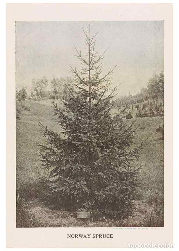 Collection Magazines and Newspapers: Reproducci&oacute;n/Reproduction 49831202366: Descriptive plate-book. Newark, N.Y. :Knight & Bostwick,[19--