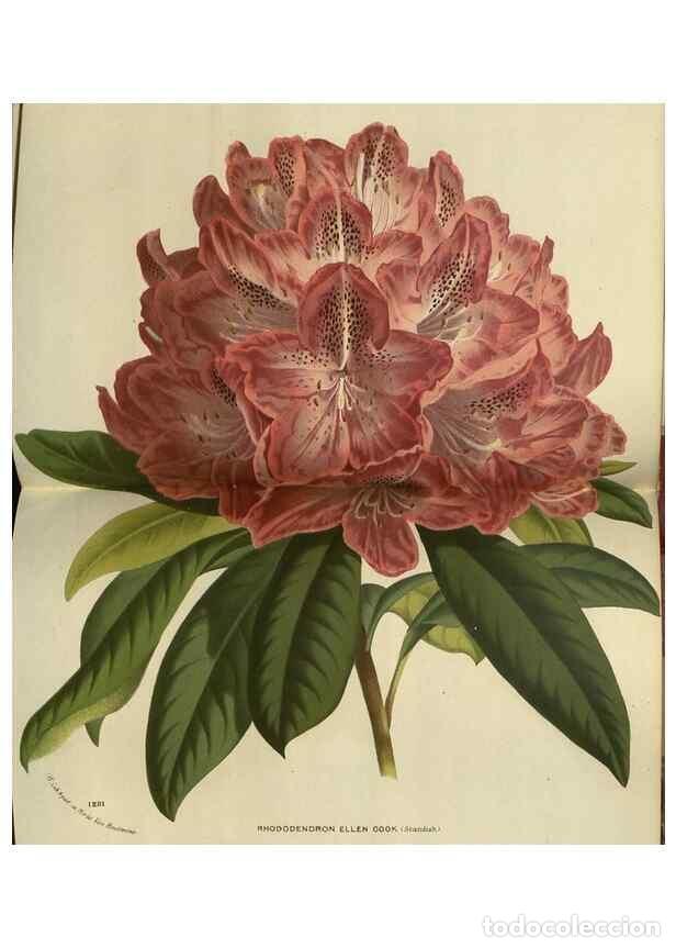 Collection Magazines and Newspapers: Reproducci&oacute;n/Reproduction 49588139228: Flore des serres et des jardins de l'Europe. A Gand :chez Lou