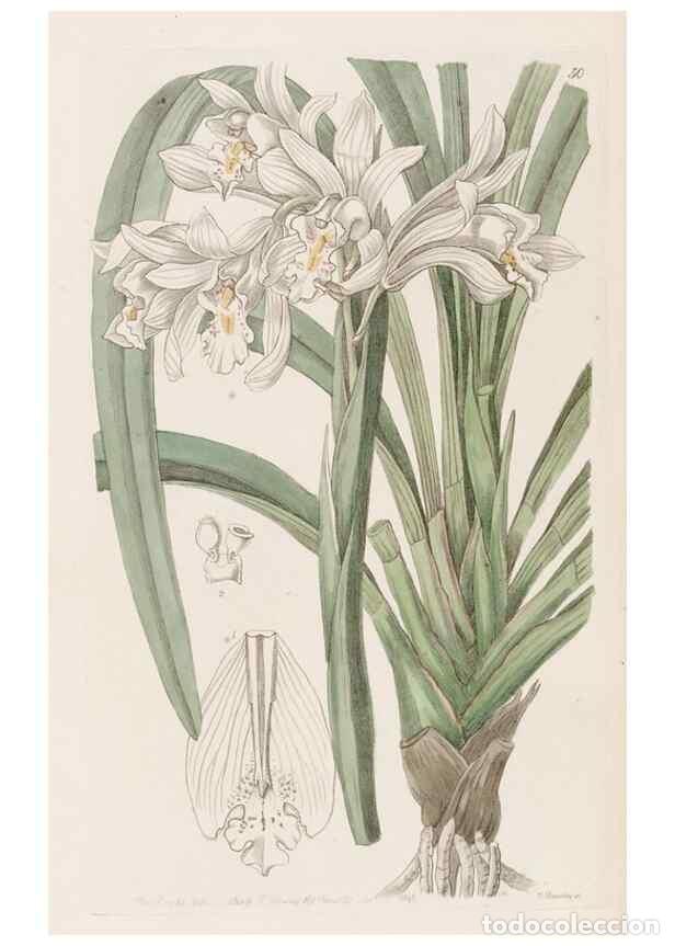 Collection Magazines and Newspapers: Reproducci&oacute;n/Reproduction 49817656781: Edwards's botanical register.. London :James Ridgway,1829-184