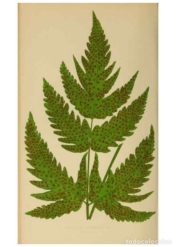 Collection Magazines and Newspapers: Reproducci&oacute;n/Reproduction 49627228156: Ferns: British and exotic.... London,Groombridge and Sons,185