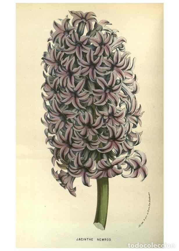 Collection Magazines and Newspapers: Reproducci&oacute;n/Reproduction 49588869312: Flore des serres et des jardins de l'Europe. A Gand :chez Lou