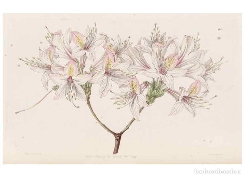 Collection Magazines and Newspapers: Reproducci&oacute;n/Reproduction 49817123203: Edwards's botanical register.. London :James Ridgway,1829-184