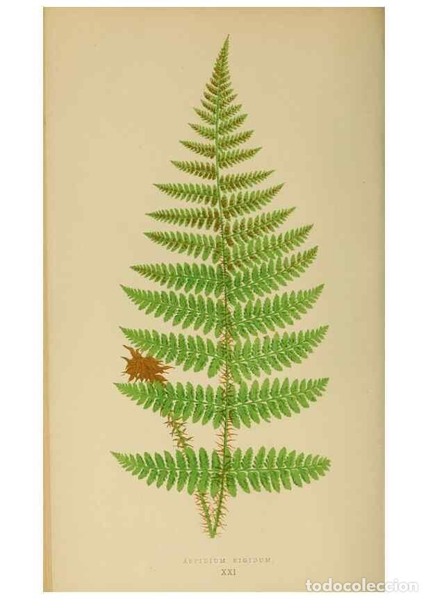 Collection Magazines and Newspapers: Reproducci&oacute;n/Reproduction 49626708013: Ferns: British and exotic.... London,Groombridge and Sons,185