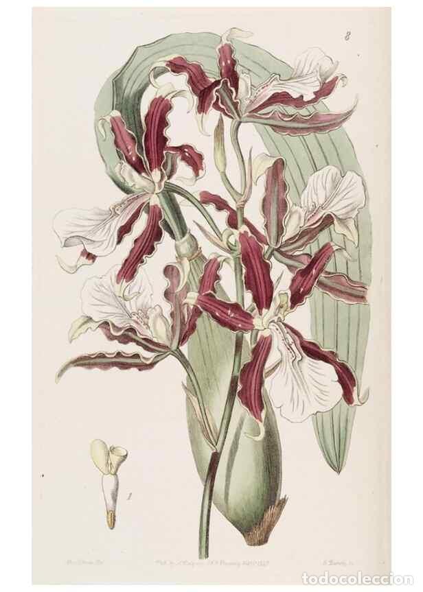 Collection Magazines and Newspapers: Reproducci&oacute;n/Reproduction 49817947967: Edwards's botanical register.. London :James Ridgway,1829-184