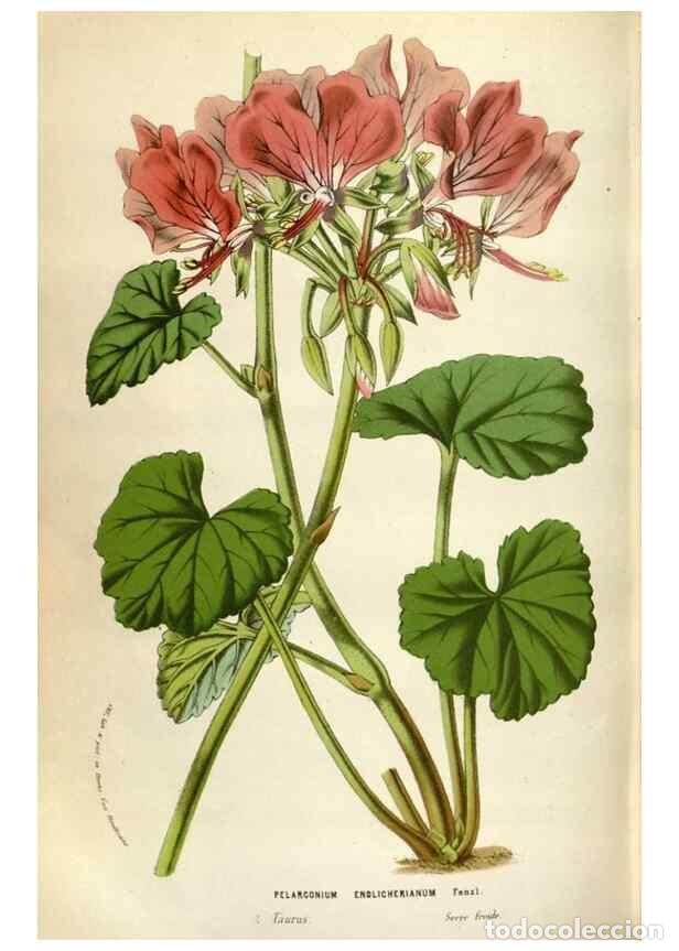 Collection Magazines and Newspapers: Reproducci&oacute;n/Reproduction 49588304052: Flore des serres et des jardins de l'Europe. A Gand :chez Lou