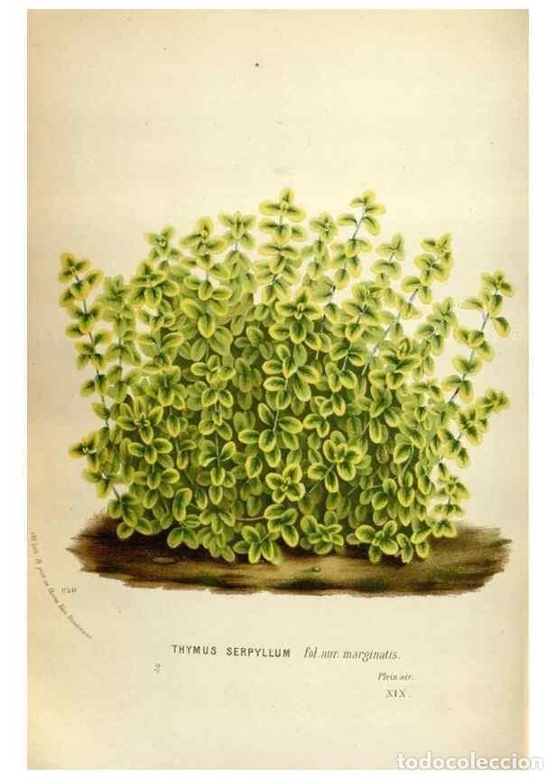 Collection Magazines and Newspapers: Reproducci&oacute;n/Reproduction 49587564923: Flore des serres et des jardins de l'Europe. A Gand :chez Lou