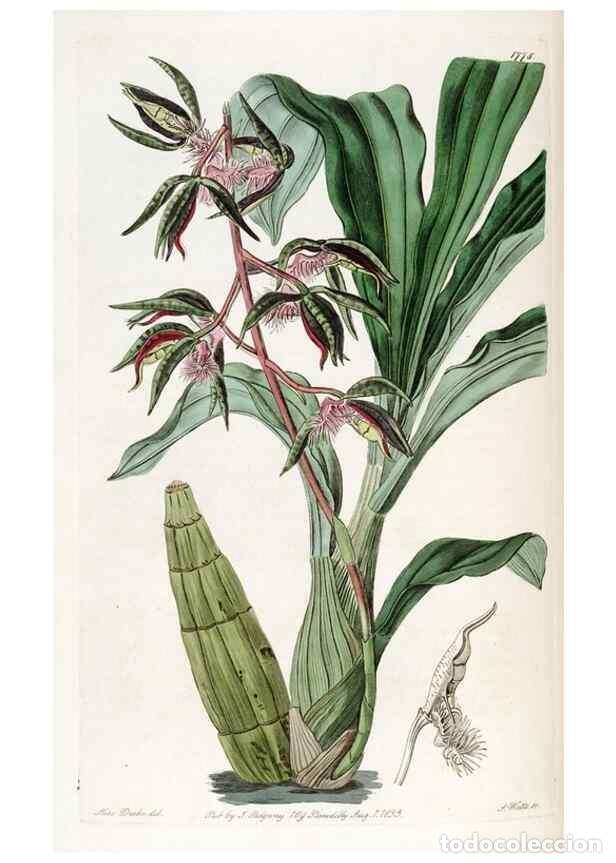 Collection Magazines and Newspapers: Reproducci&oacute;n/Reproduction 49822495151: Edwards's botanical register.. London :James Ridgway,1829-184