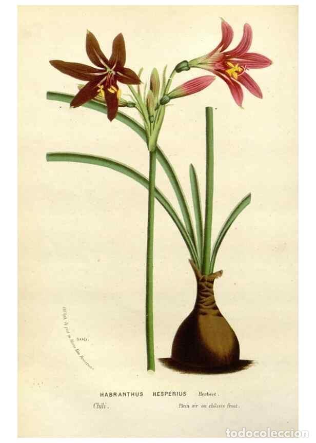 Collection Magazines and Newspapers: Reproducci&oacute;n/Reproduction 49587865743: Flore des serres et des jardins de l'Europe. A Gand :chez Lou