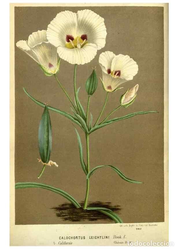 Collection Magazines and Newspapers: Reproducci&oacute;n/Reproduction 49588374772: Flore des serres et des jardins de l'Europe. A Gand :chez Lou