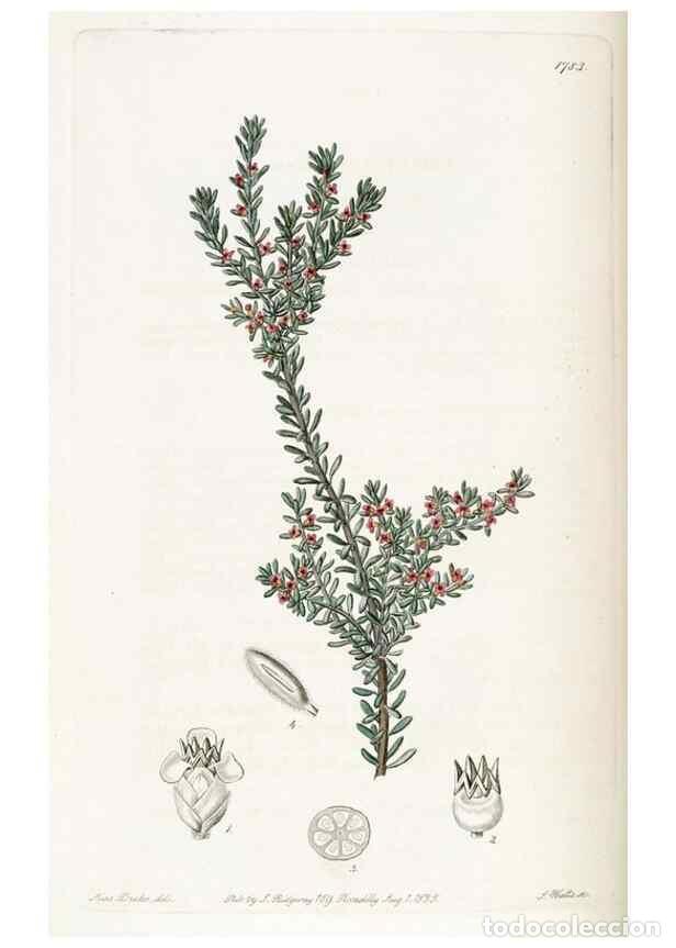 Collection Magazines and Newspapers: Reproducci&oacute;n/Reproduction 49821958533: Edwards's botanical register.. London :James Ridgway,1829-184