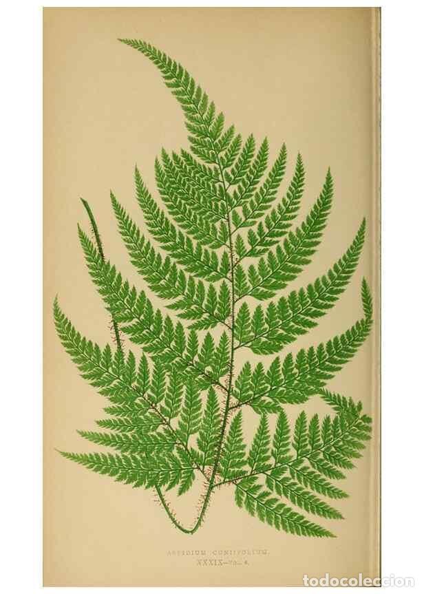 Collection Magazines and Newspapers: Reproducci&oacute;n/Reproduction 49626712658: Ferns: British and exotic.... London,Groombridge and Sons,185