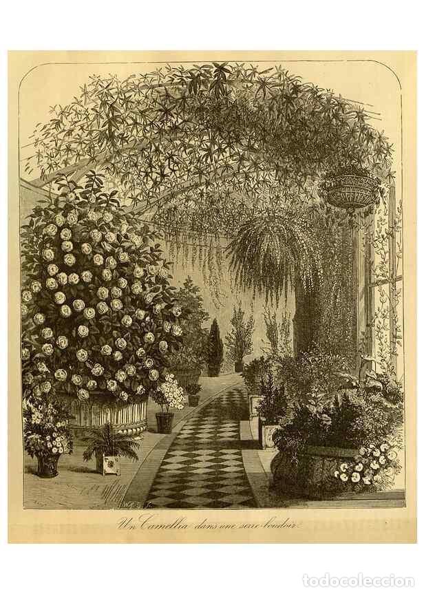 Collection Magazines and Newspapers: Reproducci&oacute;n/Reproduction 49588132166: Flore des serres et des jardins de l'Europe. A Gand :chez Lou