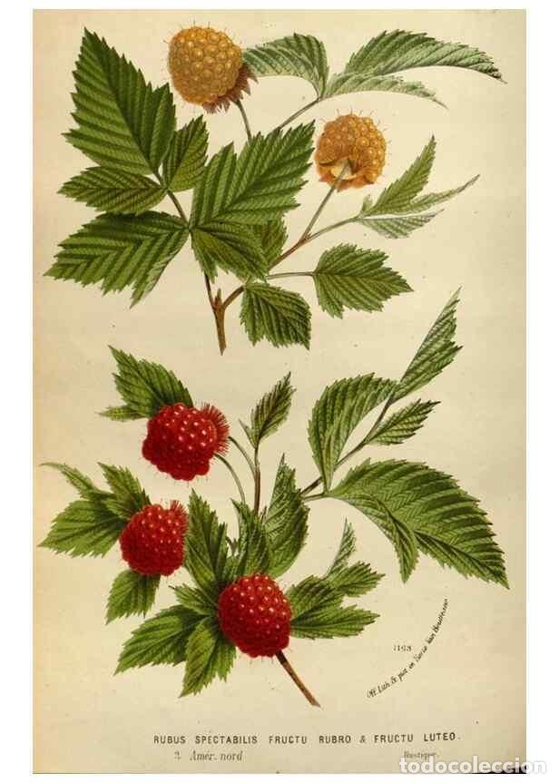 Collection Magazines and Newspapers: Reproducci&oacute;n/Reproduction 49588526482: Flore des serres et des jardins de l'Europe. A Gand :chez Lou