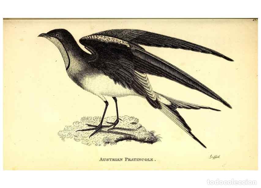 Collection Magazines and Newspapers: Reproducci&oacute;n/Reproduction 49830646956: General zoology, or Systematic natural history. London,Printe