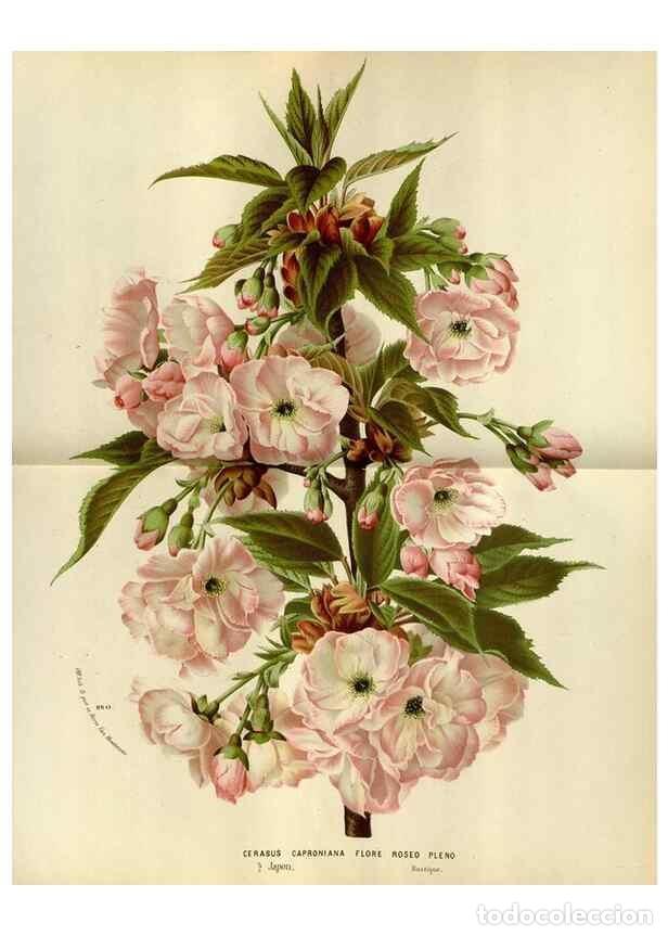 Collection Magazines and Newspapers: Reproducci&oacute;n/Reproduction 49588278291: Flore des serres et des jardins de l'Europe. A Gand :chez Lou