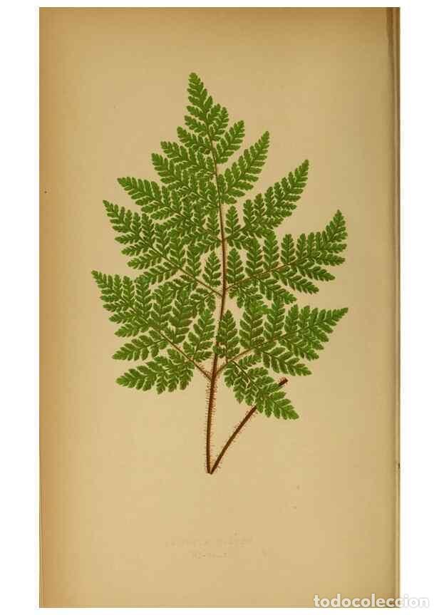 Collection Magazines and Newspapers: Reproducci&oacute;n/Reproduction 49627675428: Ferns: British and exotic.... London,Groombridge and Sons,185