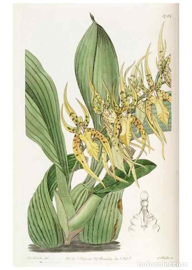 Collection Magazines and Newspapers: Reproducci&oacute;n/Reproduction 49822797677: Edwards's botanical register.. London :James Ridgway,1829-184