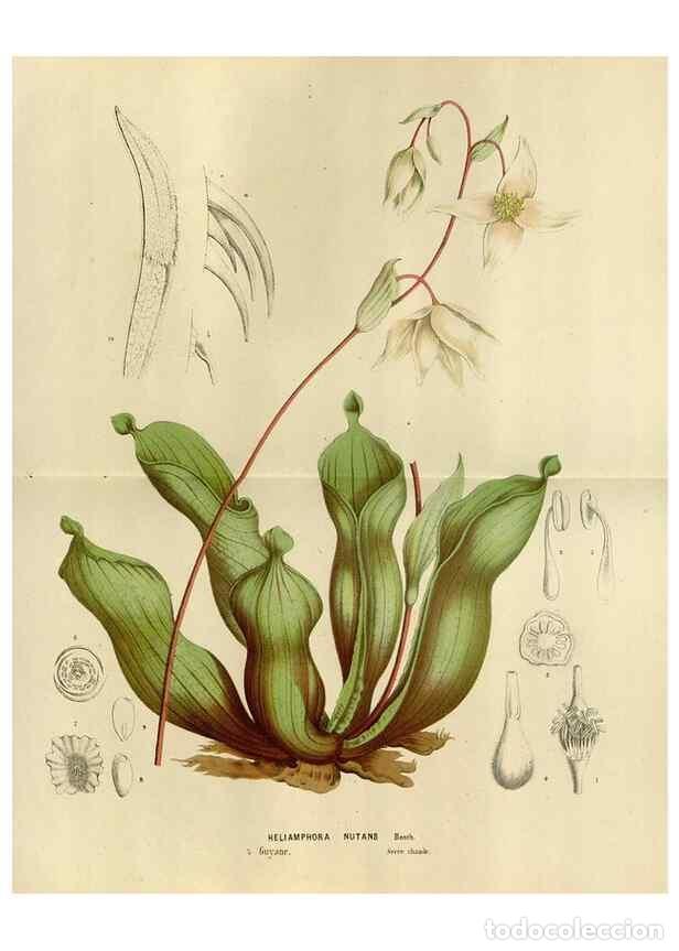 Collection Magazines and Newspapers: Reproducci&oacute;n/Reproduction 49588523337: Flore des serres et des jardins de l'Europe. A Gand :chez Lou